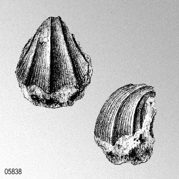 Vola quinqueangularis, spec. nov.; Noetling, F., 1887: pl. 10, figs. 3, 3a. Dés valley, Baluchistán. Mary Hills beds. Upper Cretaceous (Maëstrichtien).